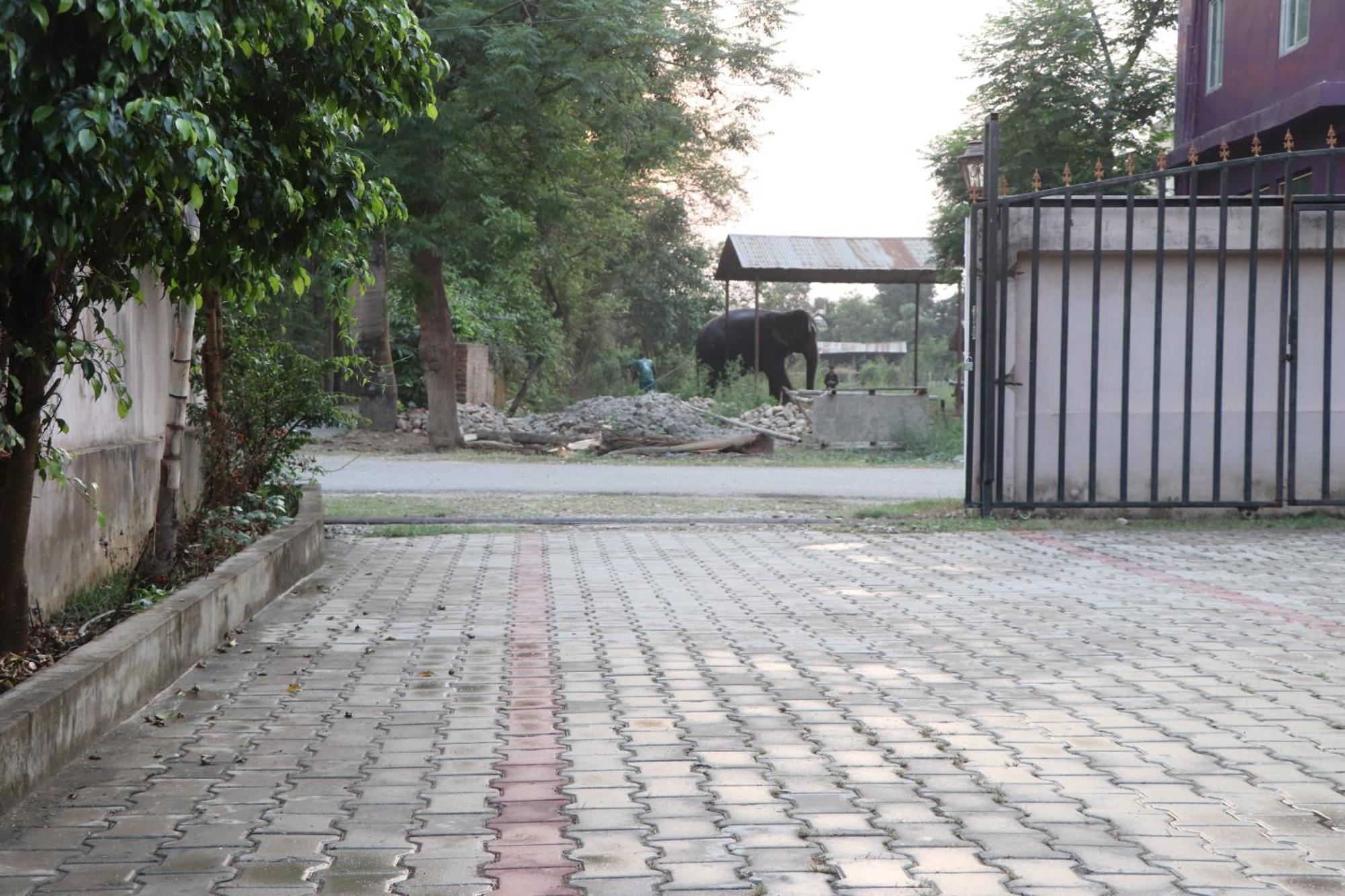 Hotel Flycatcher Chitwan- A Jungle Safari Home Sauraha Εξωτερικό φωτογραφία