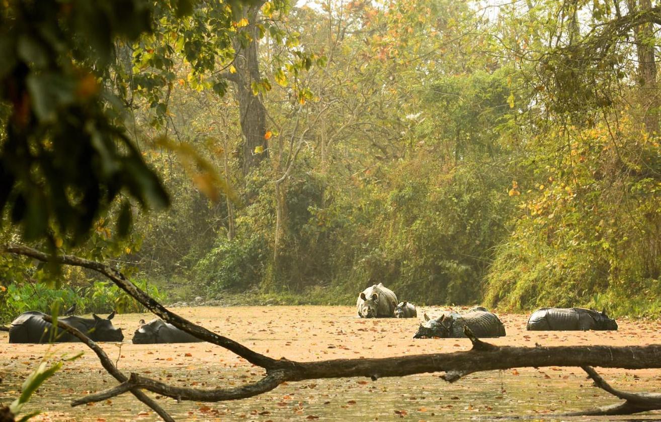Hotel Flycatcher Chitwan- A Jungle Safari Home Sauraha Εξωτερικό φωτογραφία