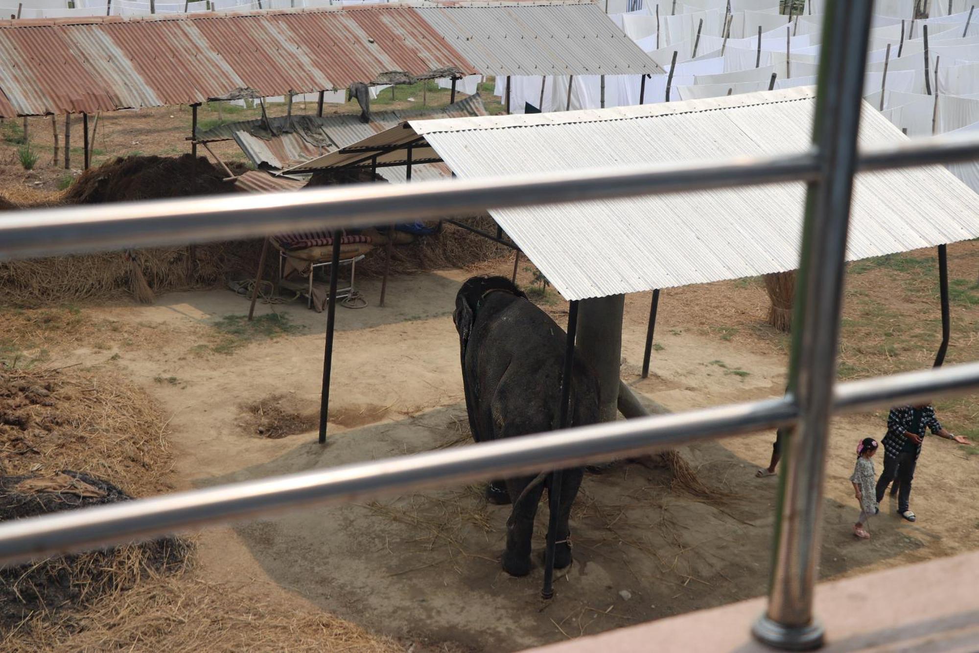 Hotel Flycatcher Chitwan- A Jungle Safari Home Sauraha Εξωτερικό φωτογραφία